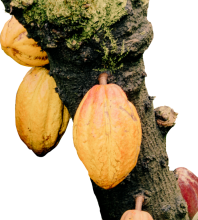 Cacao fruit on tree