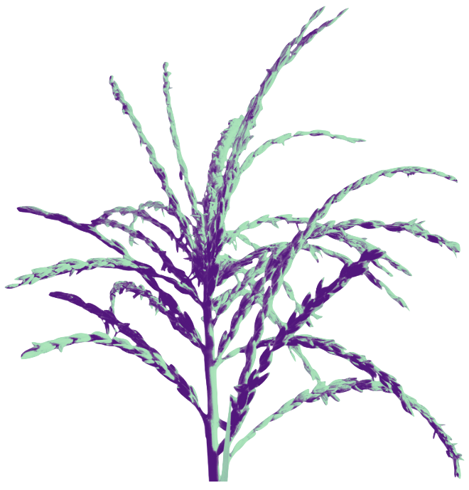 Corn tassel detail - The 2024 Mesoamerica Meetings